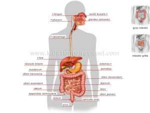 appareil-digestif-93460.jpg