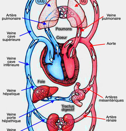 circulation-sanguine-2