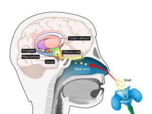 olfaction.jpg